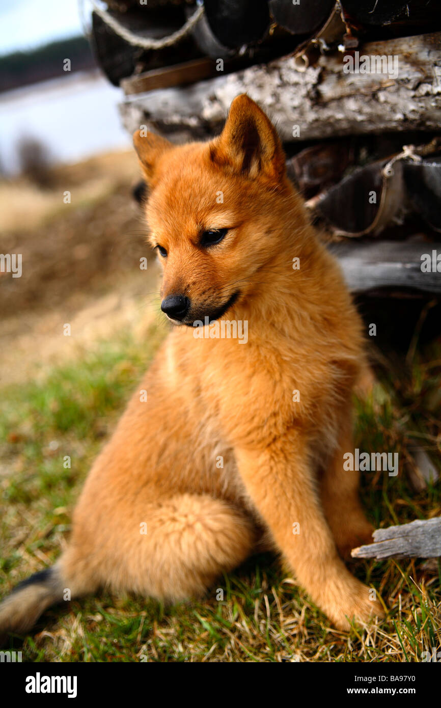Un cucciolo di Lapponia Svezia Foto Stock