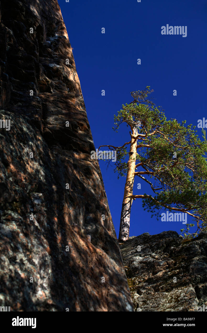 Pino da una scogliera in Svezia Foto Stock