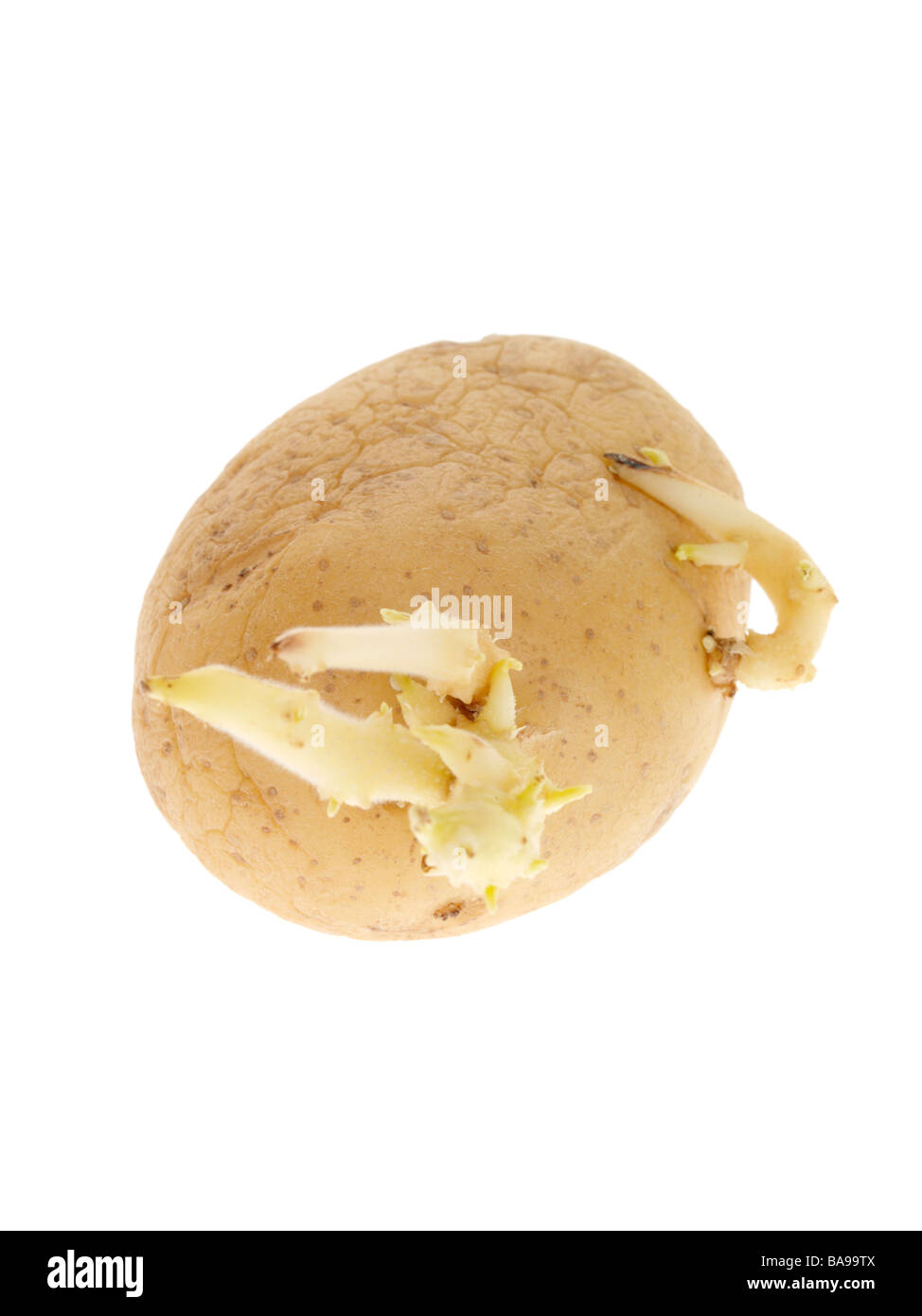 Oltre freschi Patate mature spuntano nuovi germogli di crescita isolata contro uno sfondo bianco con nessun popolo e un tracciato di ritaglio Foto Stock