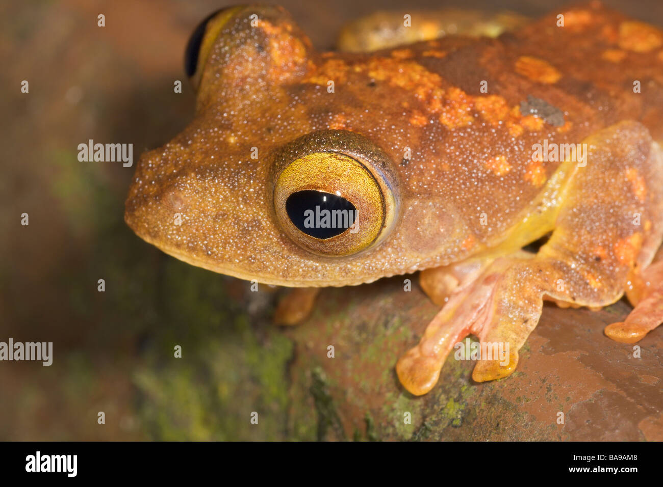 Arlecchino Raganella Rhacophorus pardalis Danum Valley Sabah Borneo Malese Foto Stock