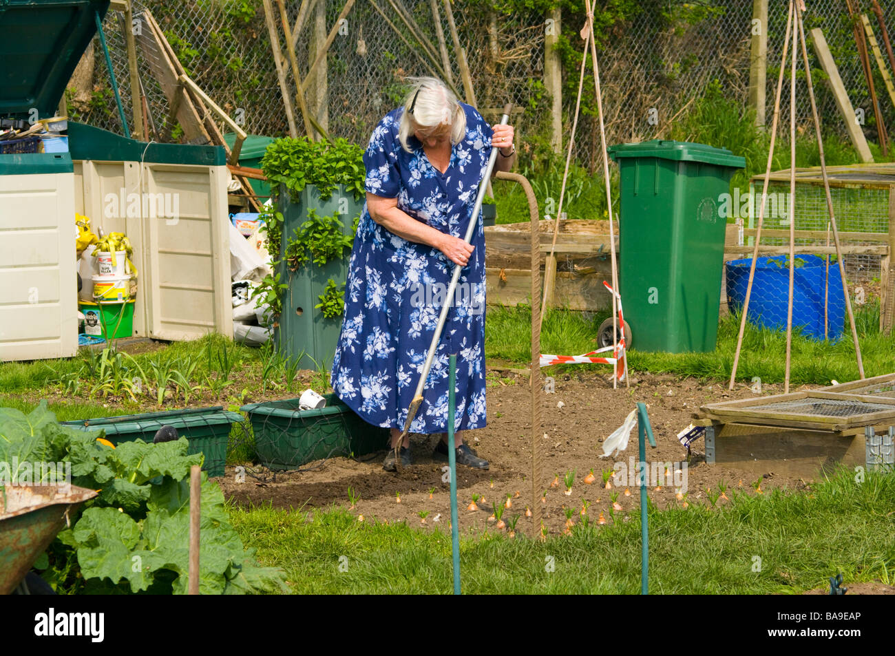 Donna anziana femminile zappatura giardinaggio il suolo sul suo giardino assegnazioni riparto Foto Stock