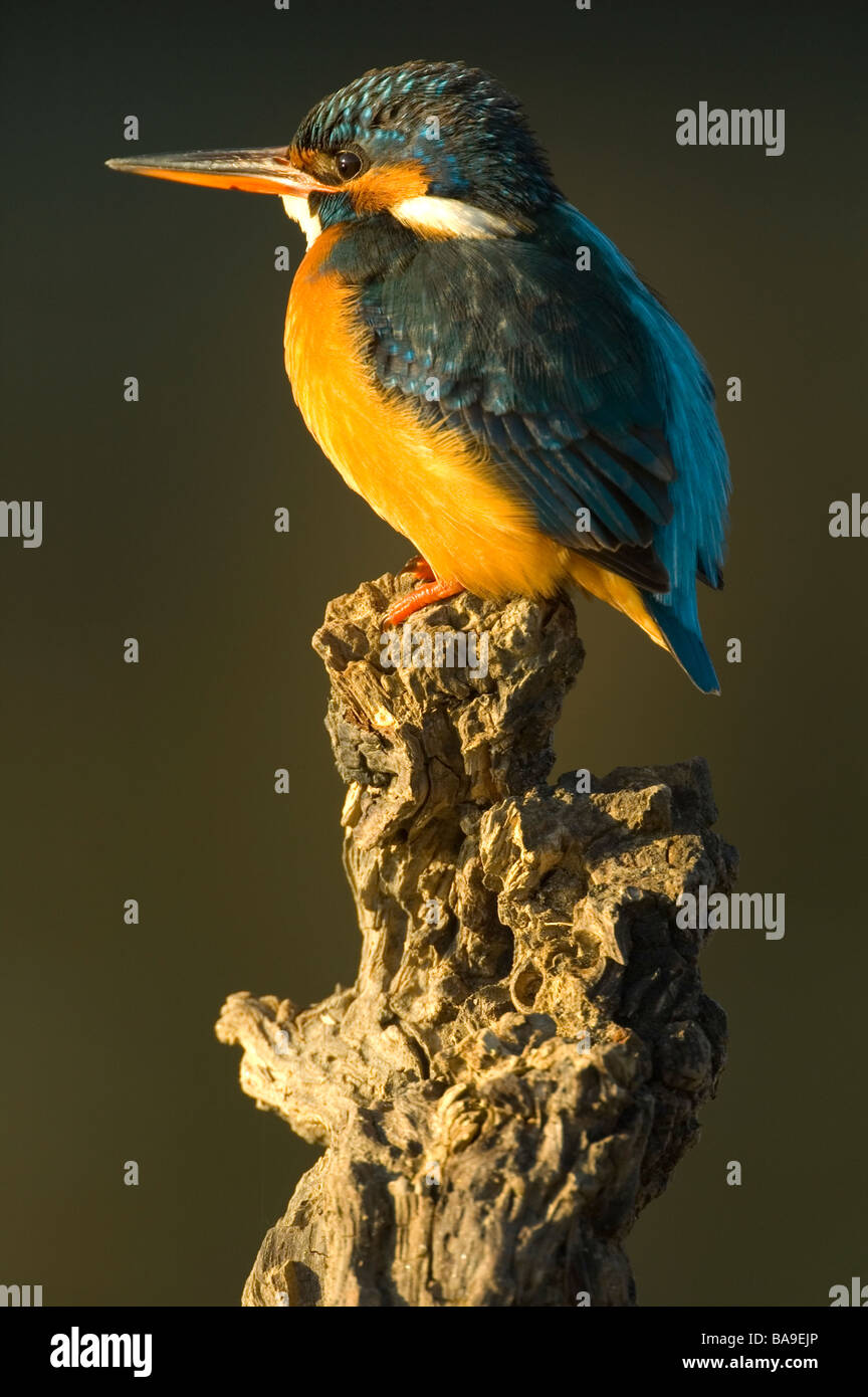 Il Martin pescatore femmina (Alcedo atthis) Foto Stock