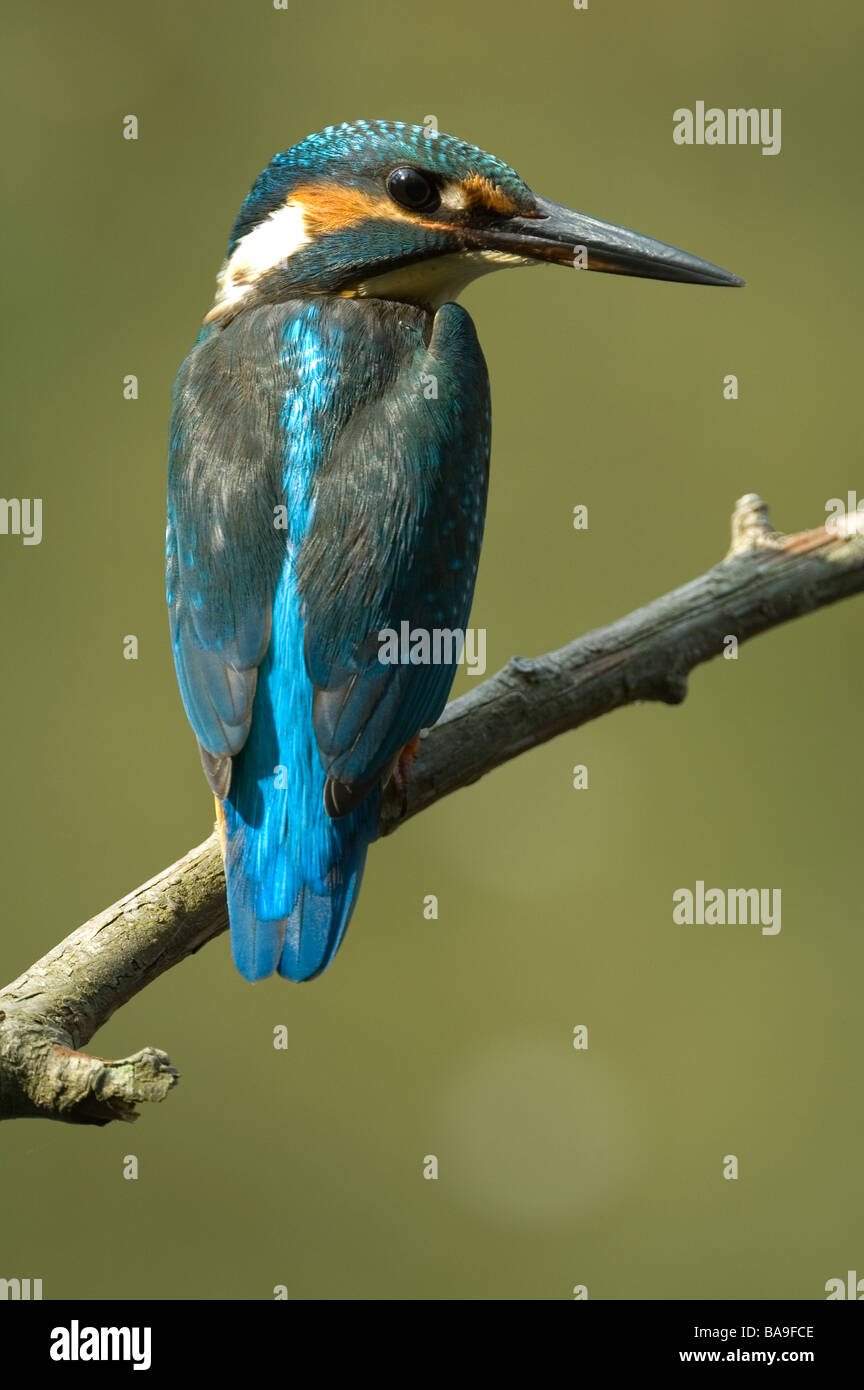 Kingfisher maschio (Alcedo atthis) Foto Stock