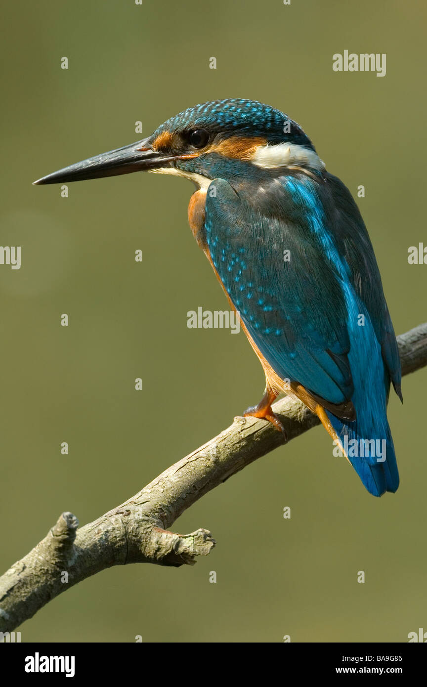 Kingfisher (Alcedo atthis) Foto Stock