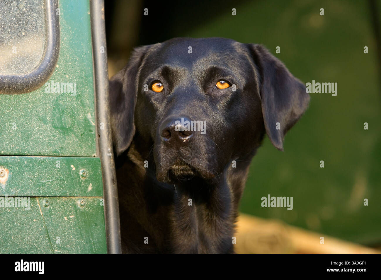 Un nero labrador retriever cane da lavoro o cane nel retro di un land rover veicolo Foto Stock