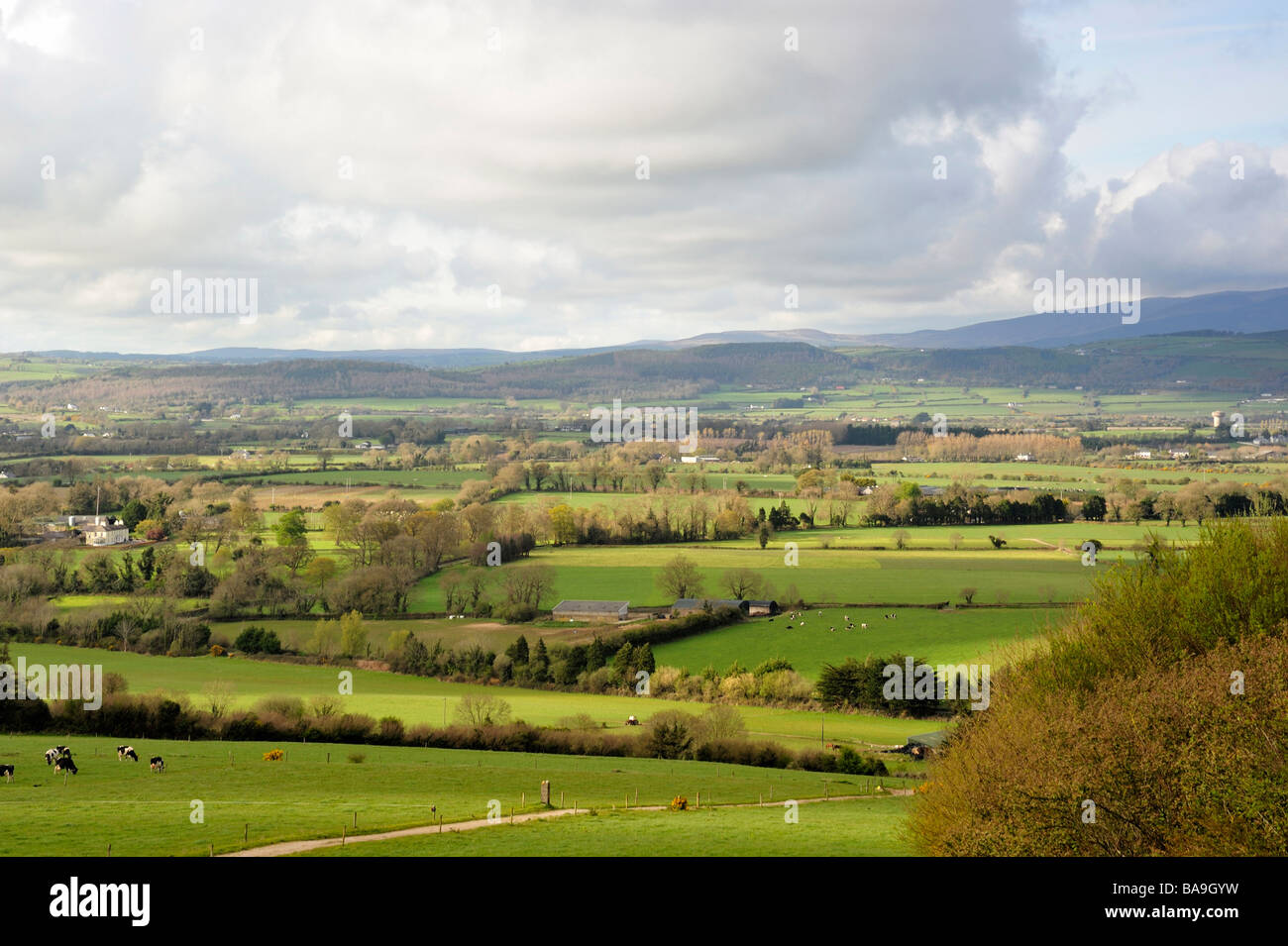 Gli animali al pascolo su terreni agricoli vicino a Dungarvan, Co.Waterford, Irlanda Foto Stock