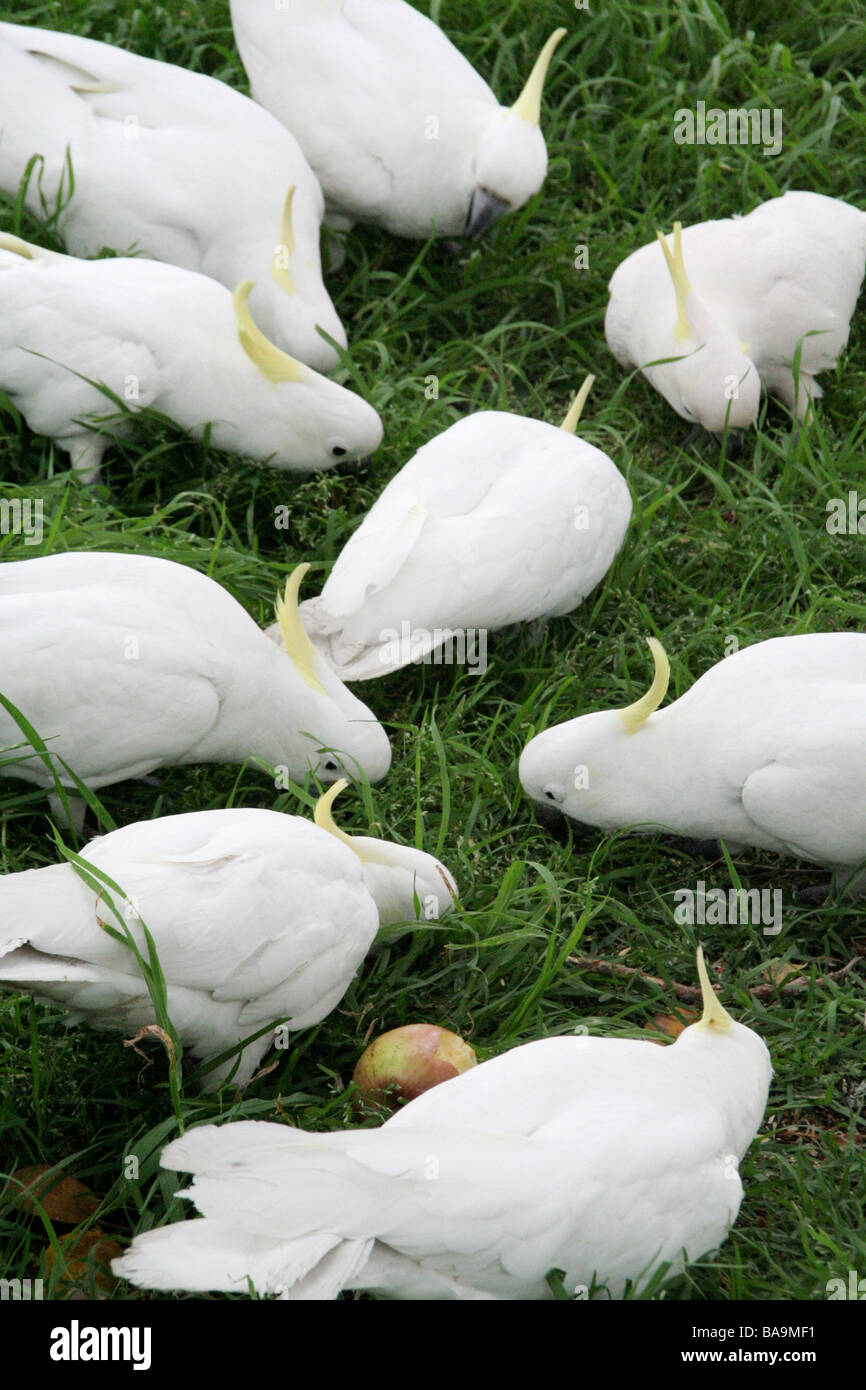 Zolfo-crested cacatua alimentando in Sydney Giardini Botanici Foto Stock