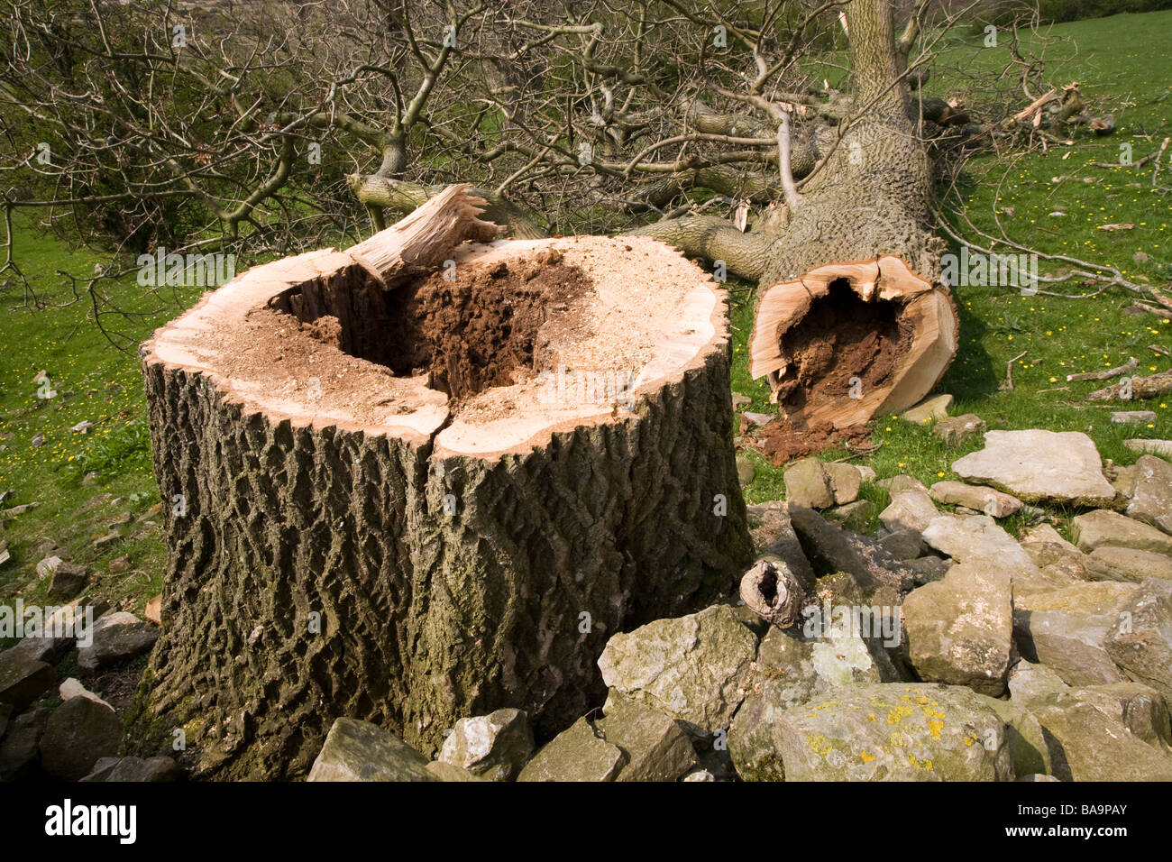 Albero abbattuto nella campagna inglese Foto Stock