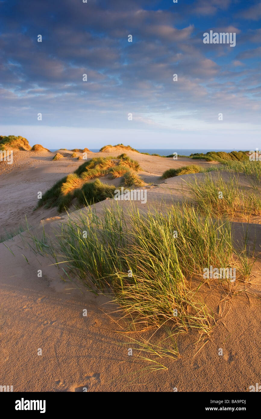 Le dune di sabbia a Formby punto Merseyside England Gran Bretagna Foto Stock