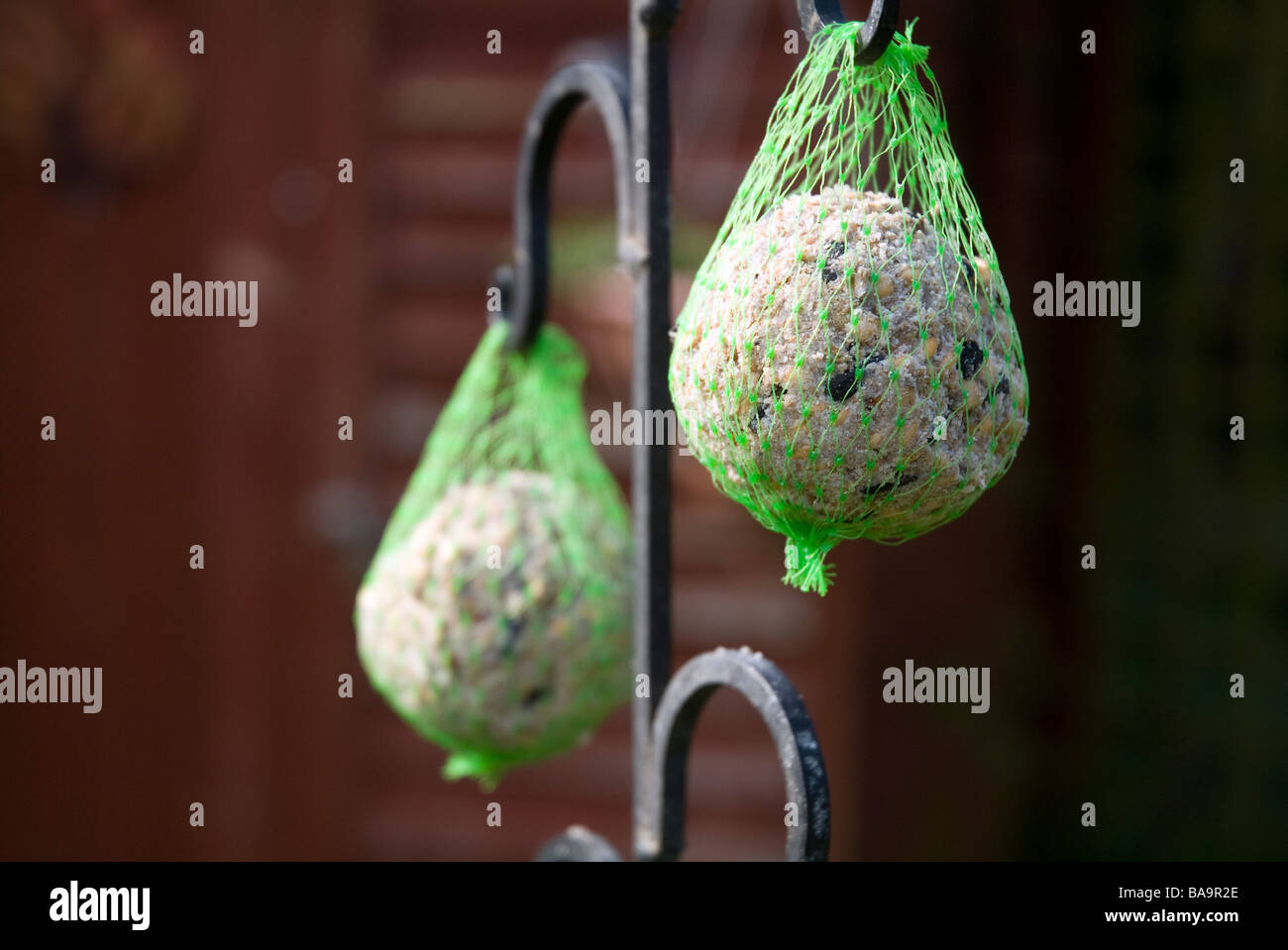 Le sfere di grasso sospese sul giardino di metallo bird feeder alimentazione invernale ornitologia birdwatching Foto Stock