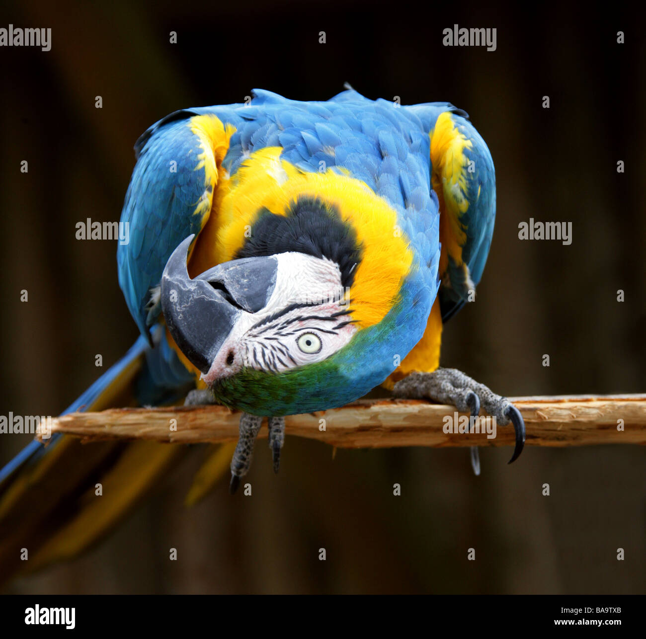 Blu e Giallo Macaw, Ara ararauna, Pappagalli Foto stock - Alamy