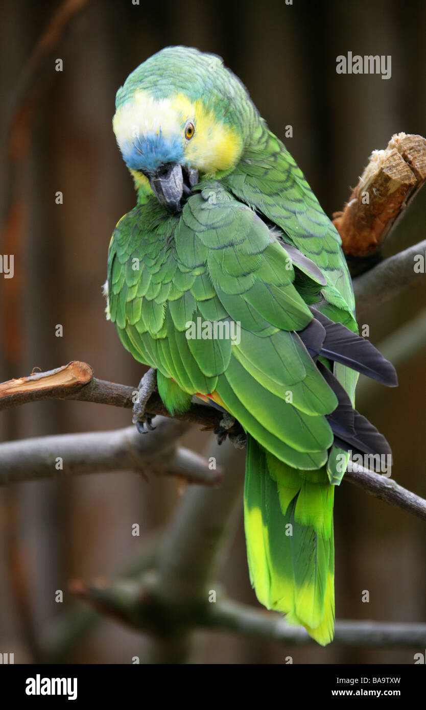 Blu-fronteggiata Amazon Parrot, Amazon aestiva, pappagalli. Foto Stock