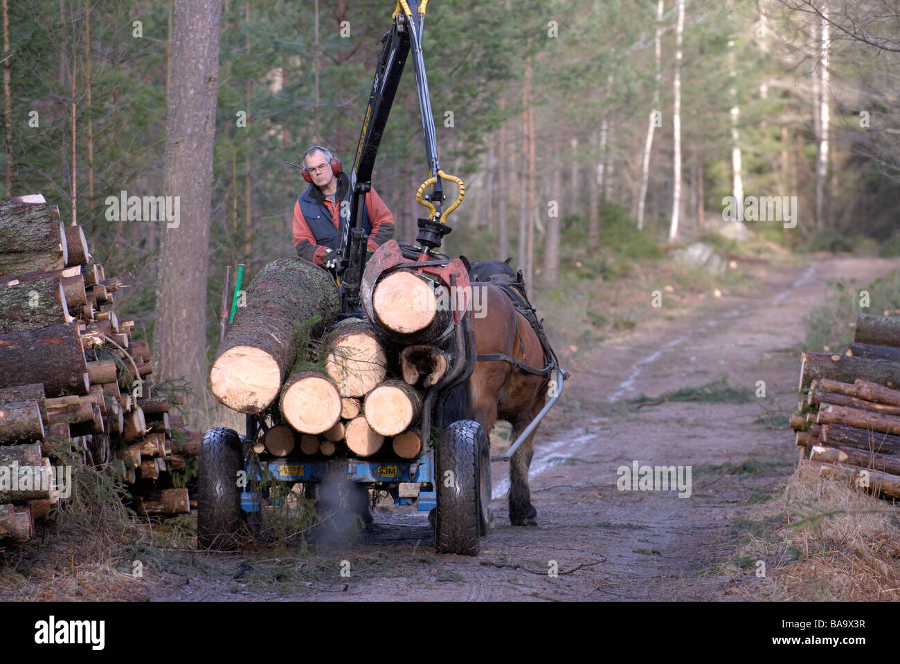 Un woodman e cavalli a lavorare nella foresta della Svezia Foto Stock