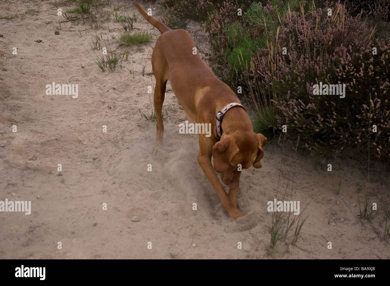 Giovane ungherese vizsla cane a scavare nella sabbia in campagna Foto Stock