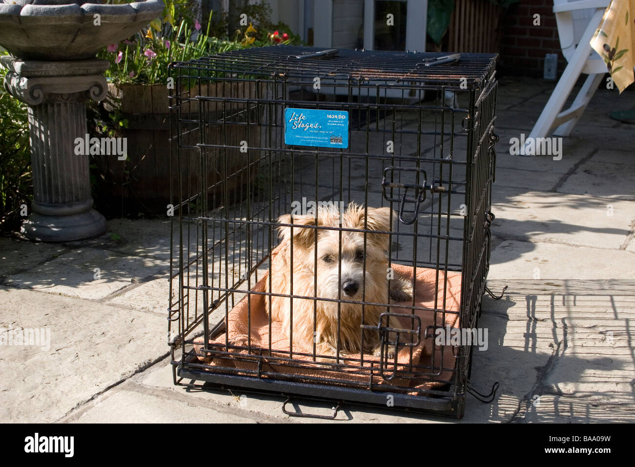 Norfolk/Norwich Terrier puppy in gabbia di trasportatore Foto Stock