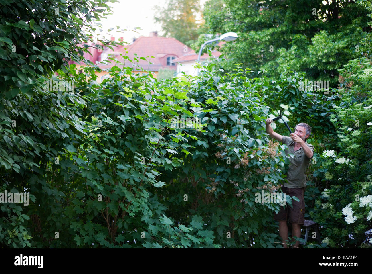 Un uomo che lavora in giardino, Svezia. Foto Stock