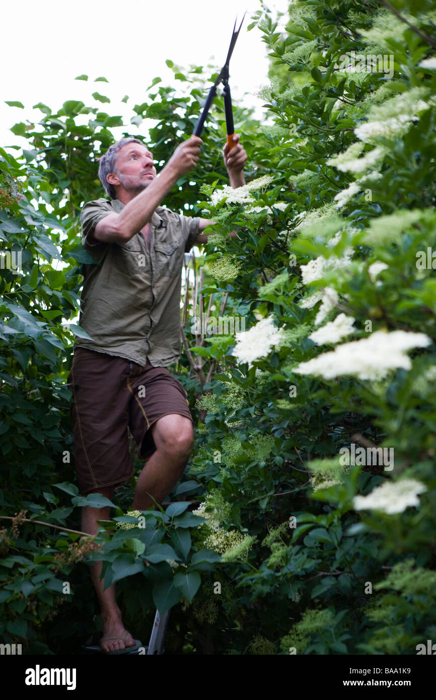 Un uomo che lavora in giardino, Svezia. Foto Stock