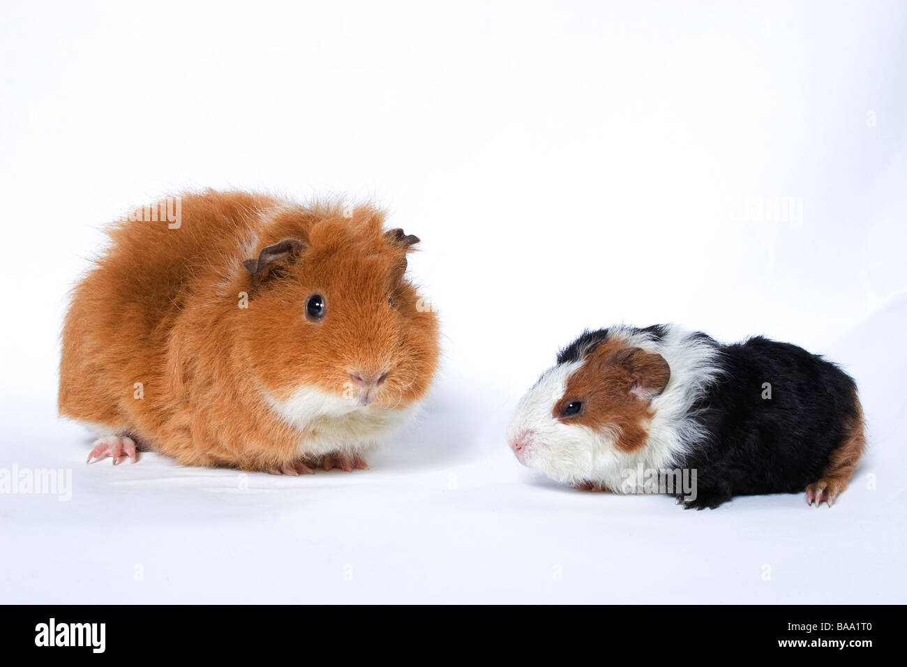 Ritratto di adulto incroci cavia con il suo bambino Foto Stock