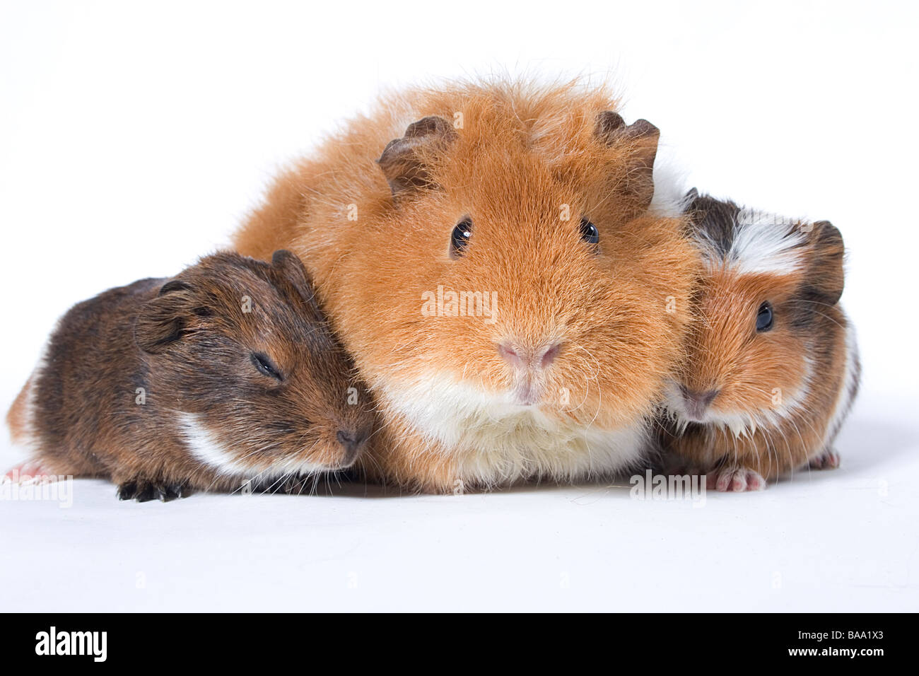 Ritratto di adulto incroci cavia con il suo bambino Foto Stock