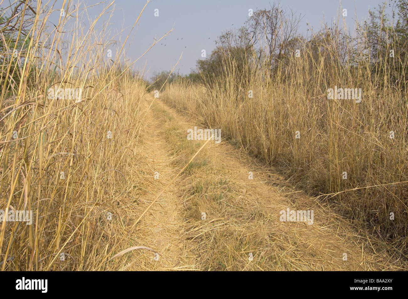 Parco Nazionale di Hwange Zimbabwe più grande parco nazionale nel paese semi Deserto Deserto Kalahari animali mammiferi africani preservare rese Foto Stock