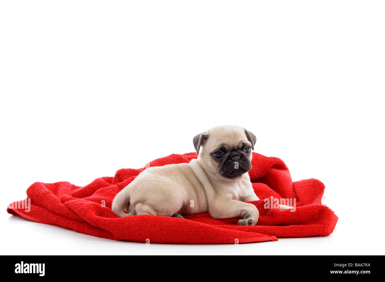 Piccolo cucciolo seduto su asciugamano Foto Stock