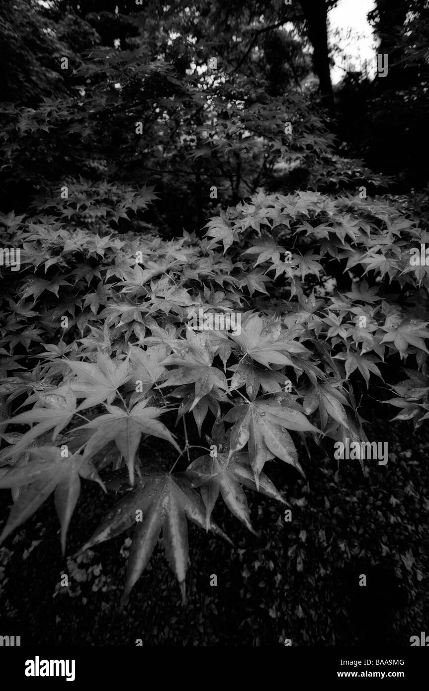 Giardino Shoyoen a Rinno-ji tempio complesso. Area di santuari e templi di Nikko. Nikko. Prefettura di Tochigi. Il Giappone. Foto Stock