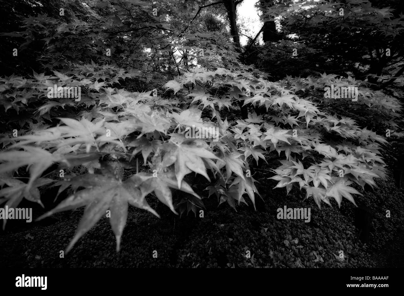 Giardino Shoyoen a Rinno-ji tempio complesso. Area di santuari e templi di Nikko. Nikko. Prefettura di Tochigi. Il Giappone. Foto Stock