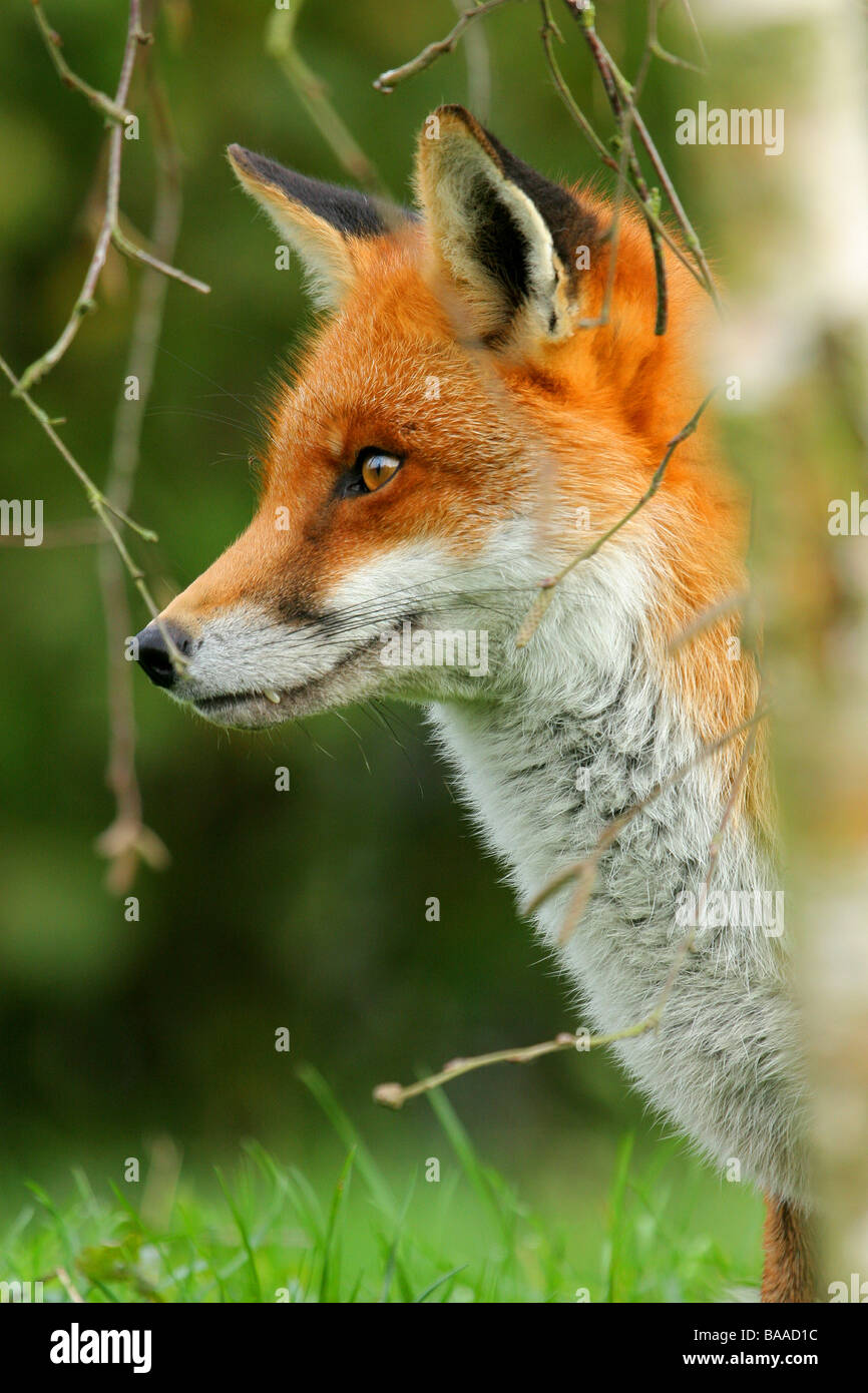 Ritratto di una volpe rossa vulpes vulpes Foto Stock