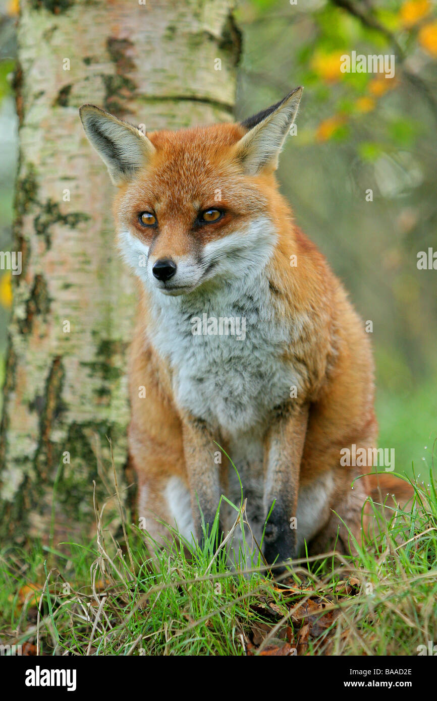 Ritratto di una volpe rossa vulpes vulpes Foto Stock
