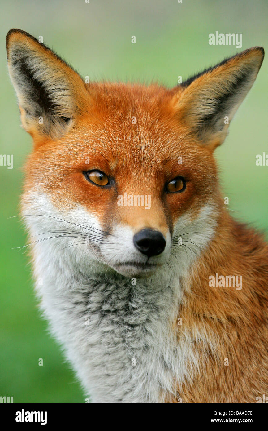 Ritratto di una volpe rossa vulpes vulpes Foto Stock