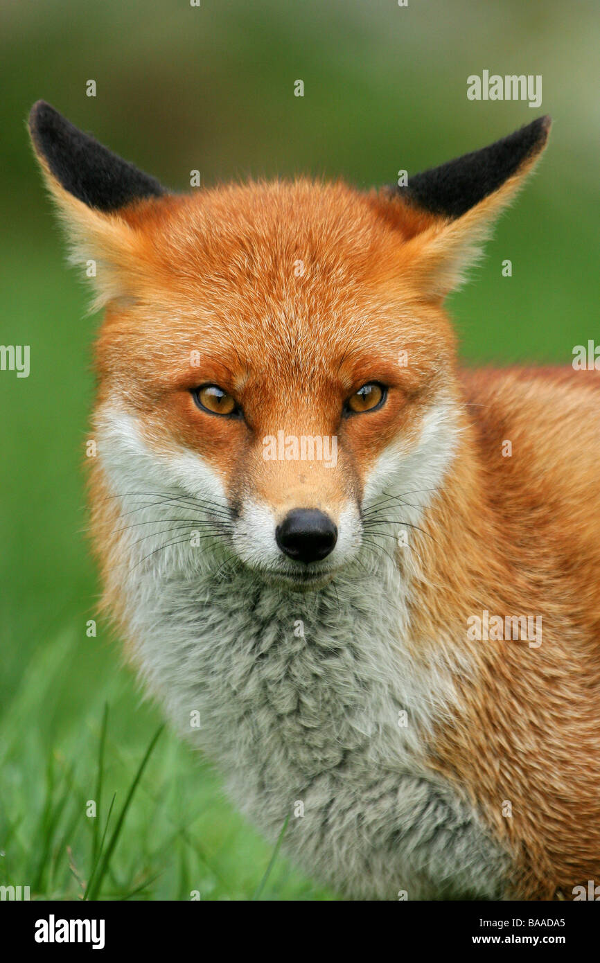Ritratto di una volpe rossa vulpes vulpes Foto Stock