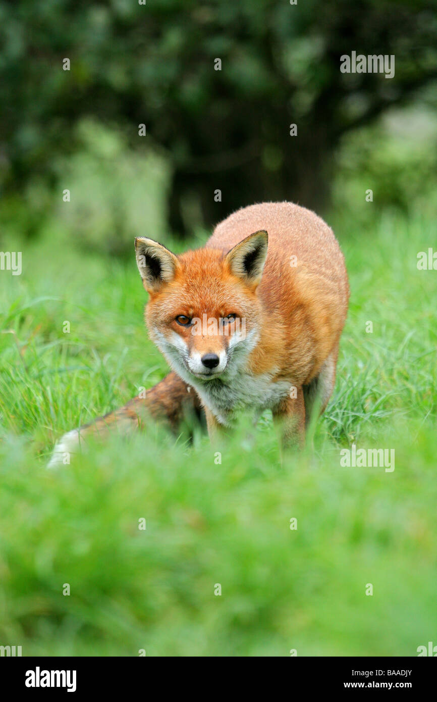 Ritratto di una volpe rossa vulpes vulpes Foto Stock