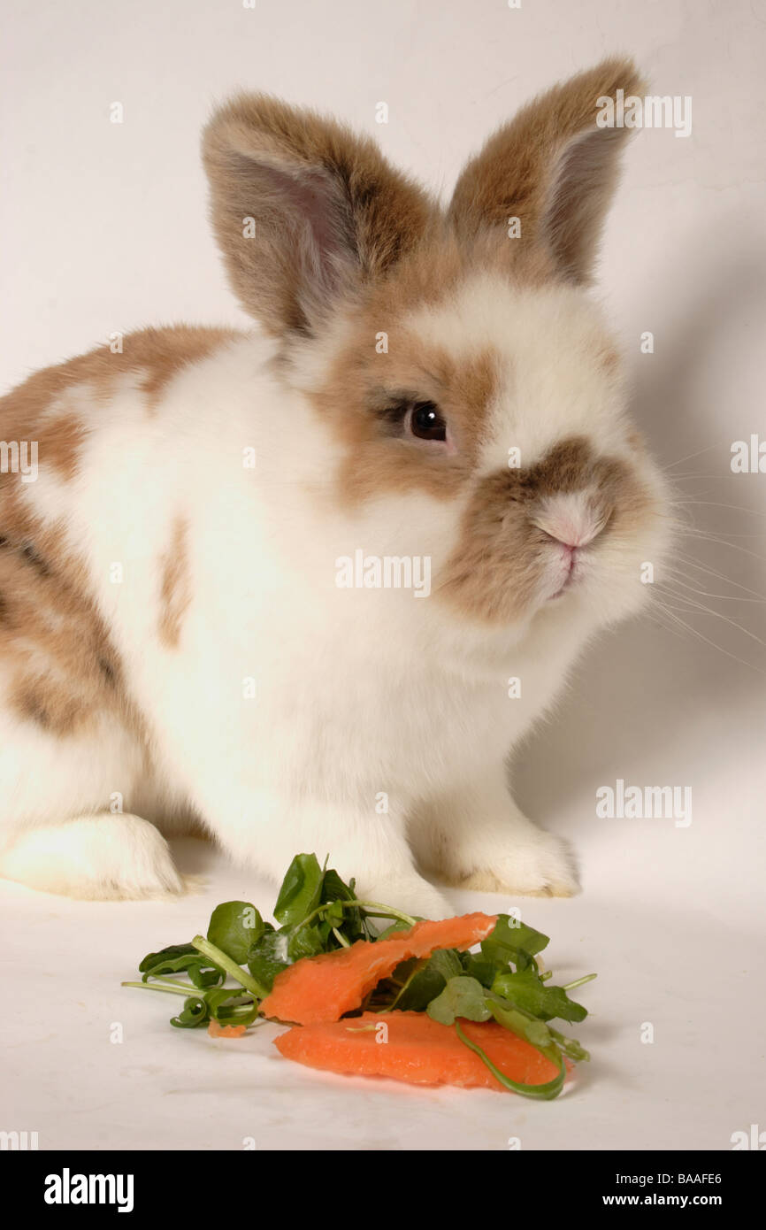 Ritratto di colore marrone e bianco di coniglio bambino con carote & verdi per mangiare Foto Stock