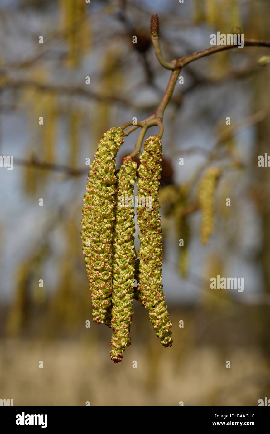 Amenti su un albero in primavera Foto Stock