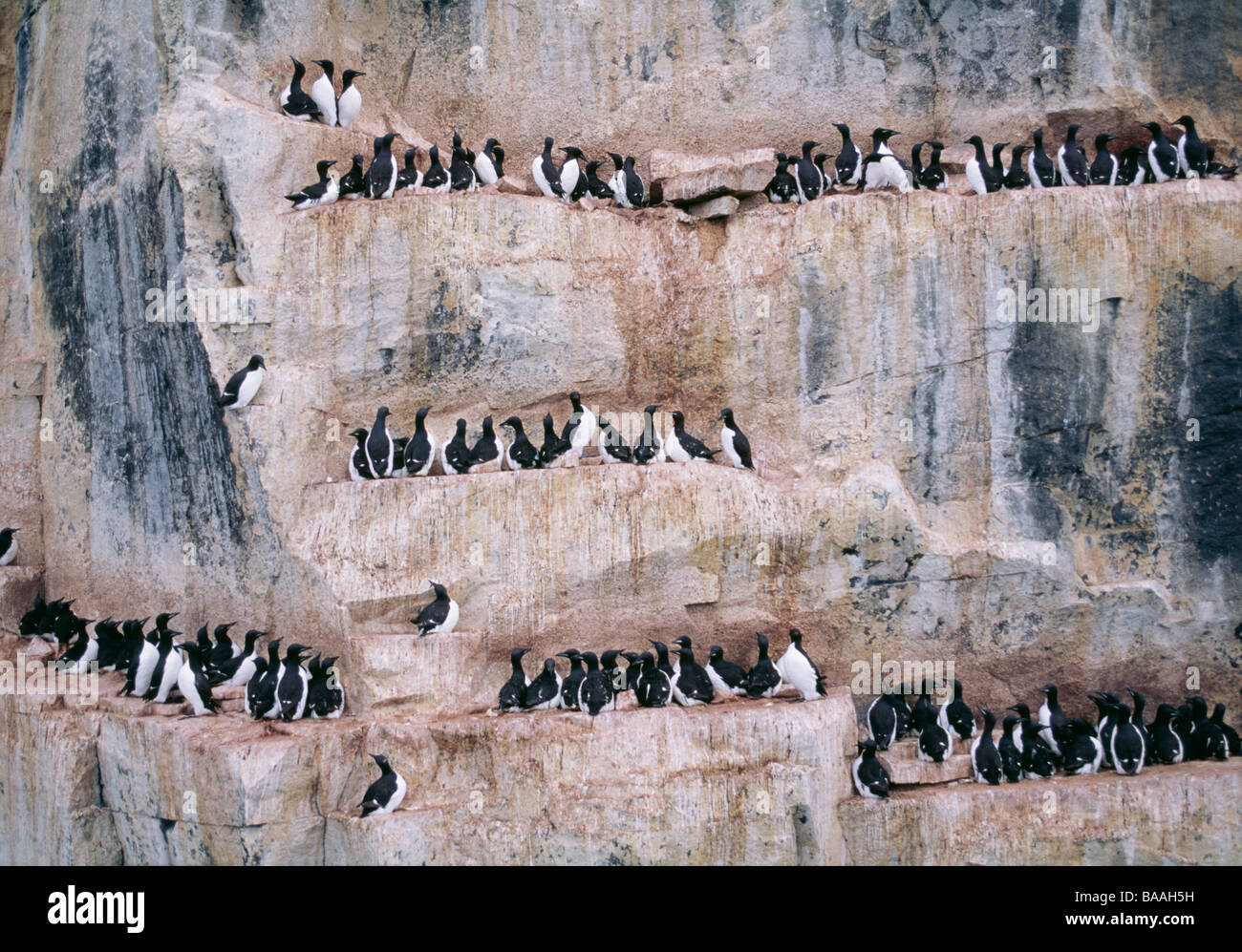 Gli uccelli arroccato sulla montagna Foto Stock