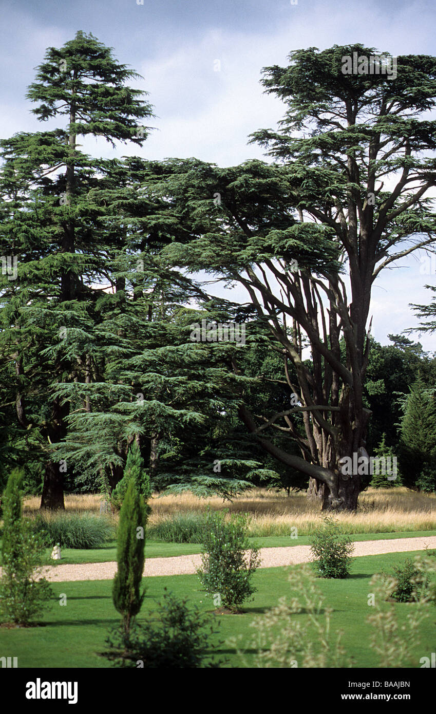 Ickworth, Suffolk, cedri nel parco. Foto Stock