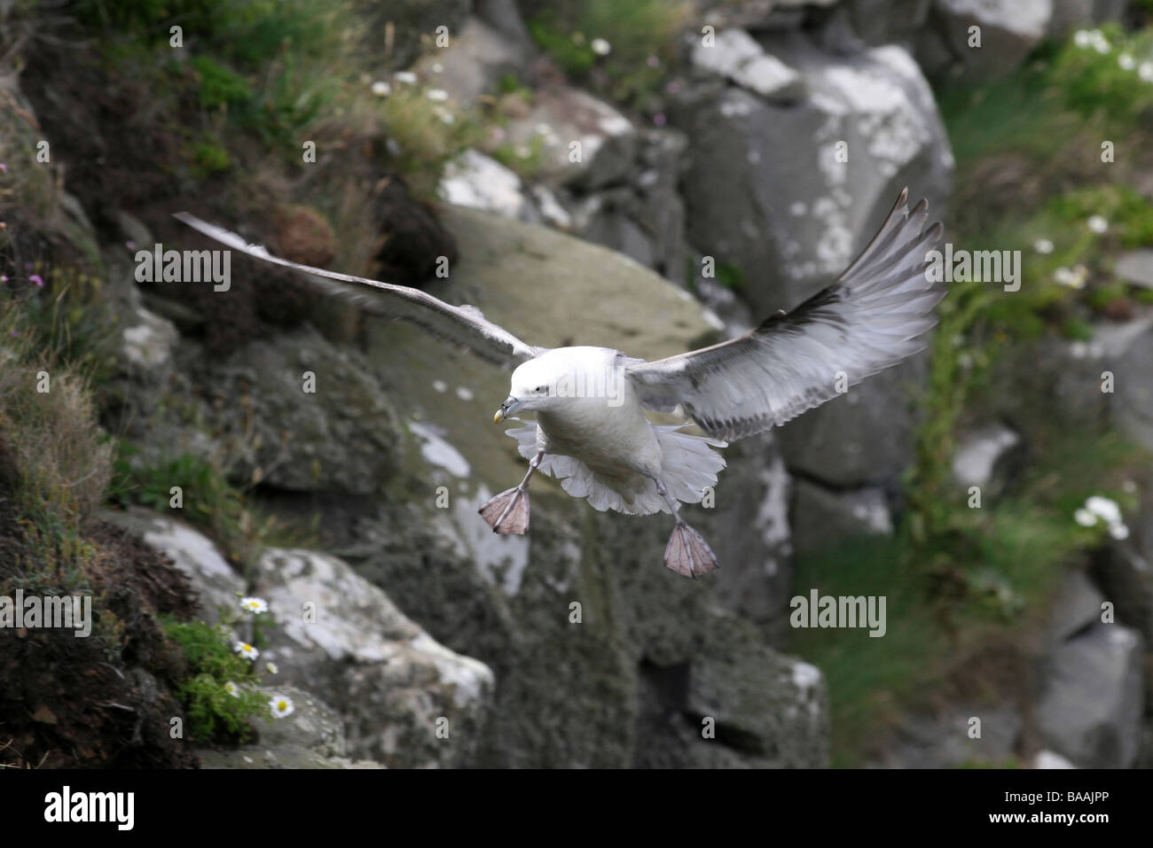 Northern Fulmar Fulmarus glacialis battenti per atterrare sulla scogliera in Northumberland, England, Regno Unito Foto Stock