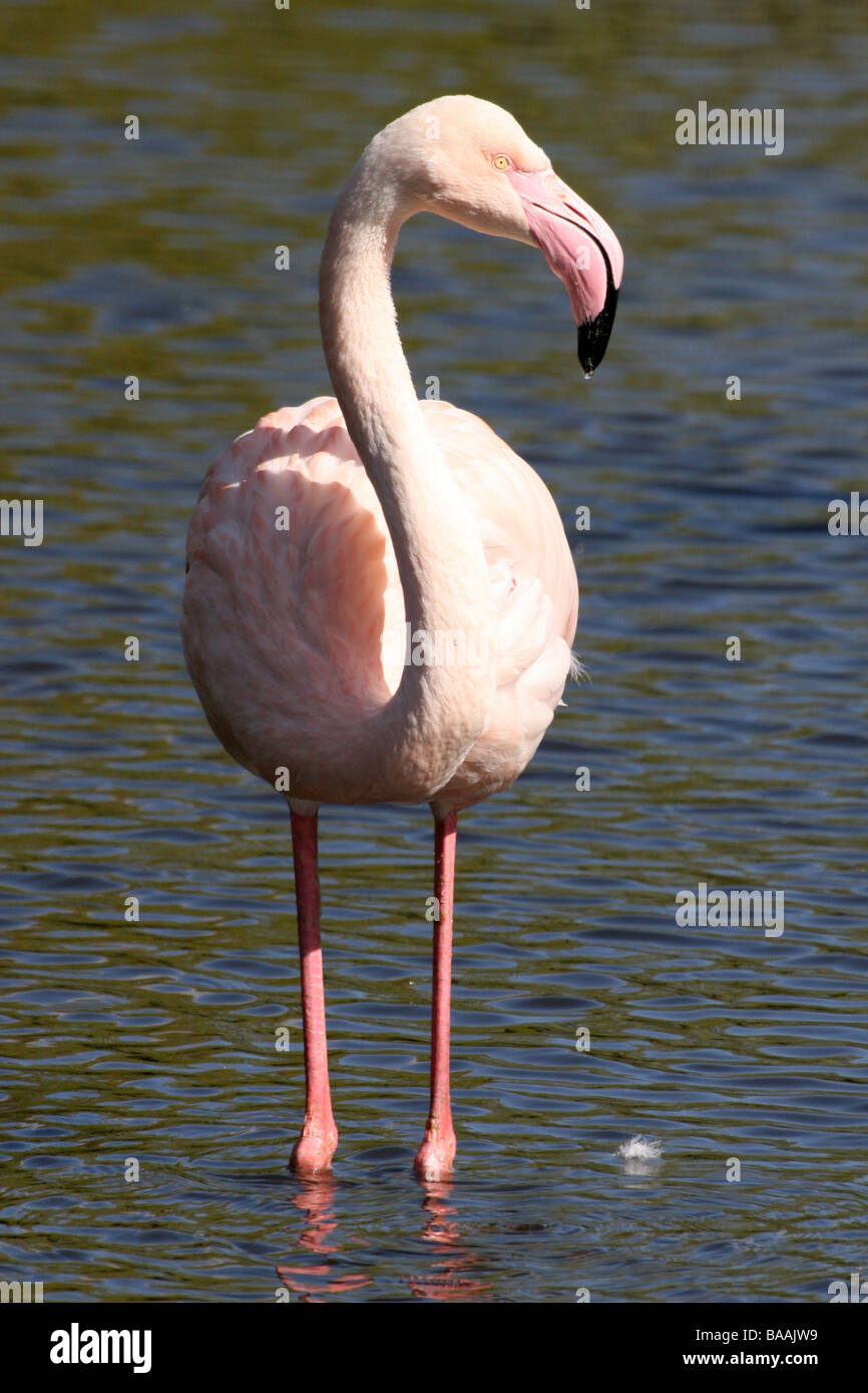 Ritratto di fenicottero rosa Phoenicopterus roseus in piedi in acqua a Martin mera WWT, LANCASHIRE REGNO UNITO Foto Stock