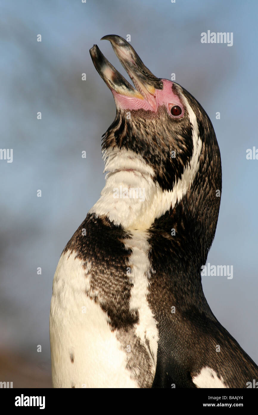 Ritratto di pinguini Humboldt Spheniscus Humboldti raglio Foto Stock