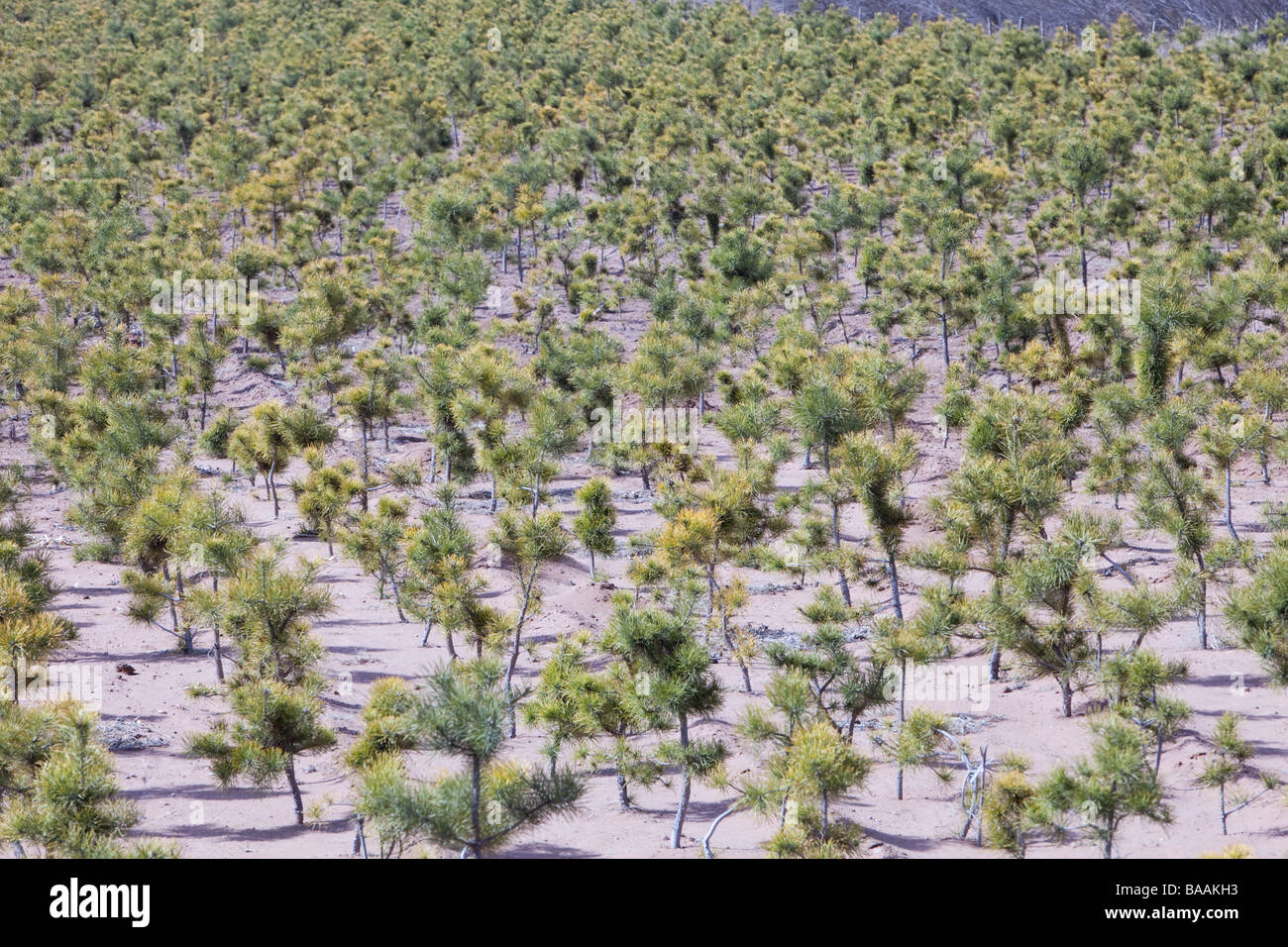 La piantumazione di alberi nella provincia dello Shanxi per tentare di arrestare la desertificazione provocata da cambiamenti climatici indotti dalla siccità. Foto Stock