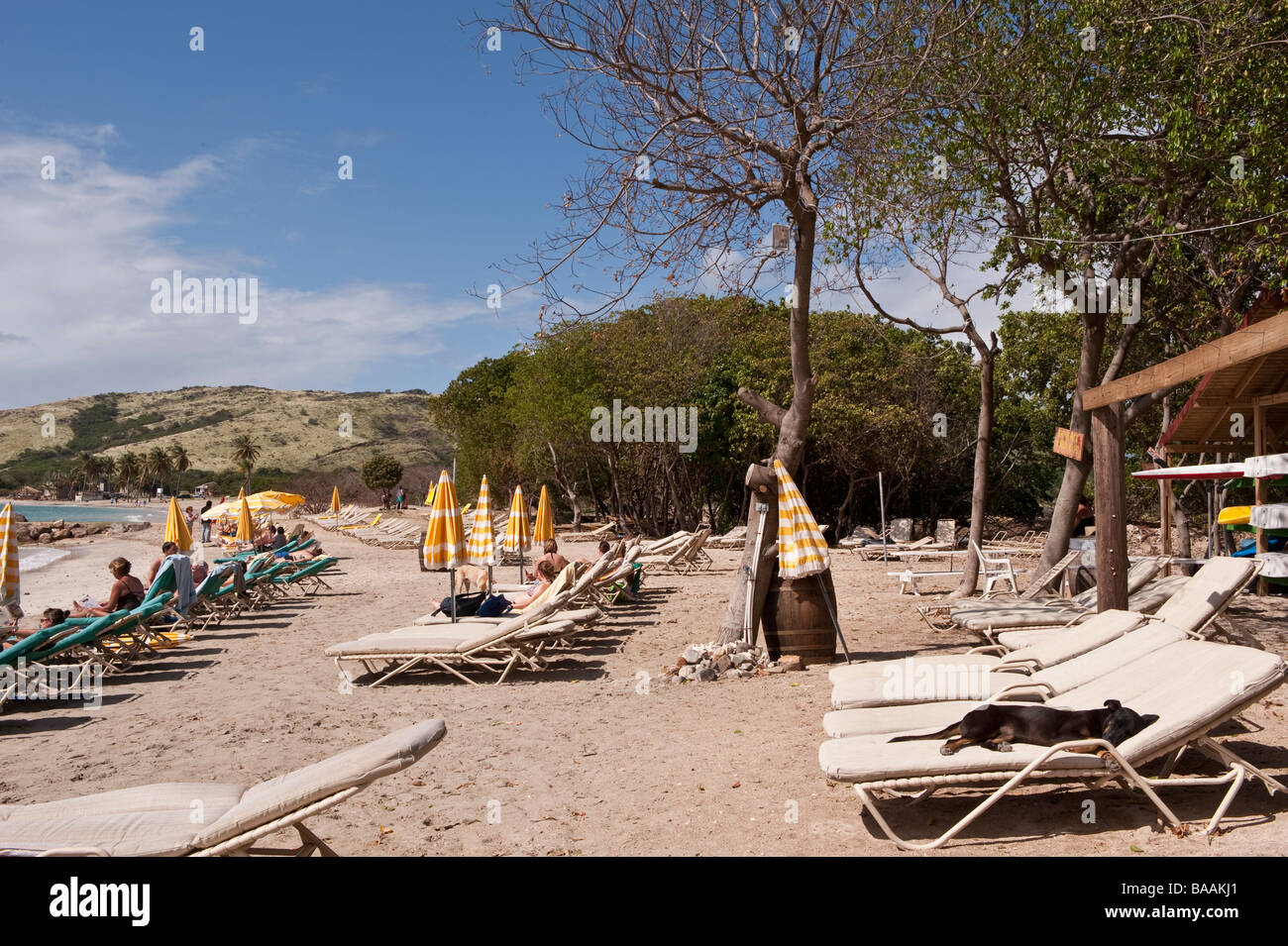 File di sedie a sdraio vuote e occupate, incluso un cane con ombrelloni a strisce gialle e bianche, punteggiano la spiaggia sabbiosa di un paradiso insulare tropicale Foto Stock