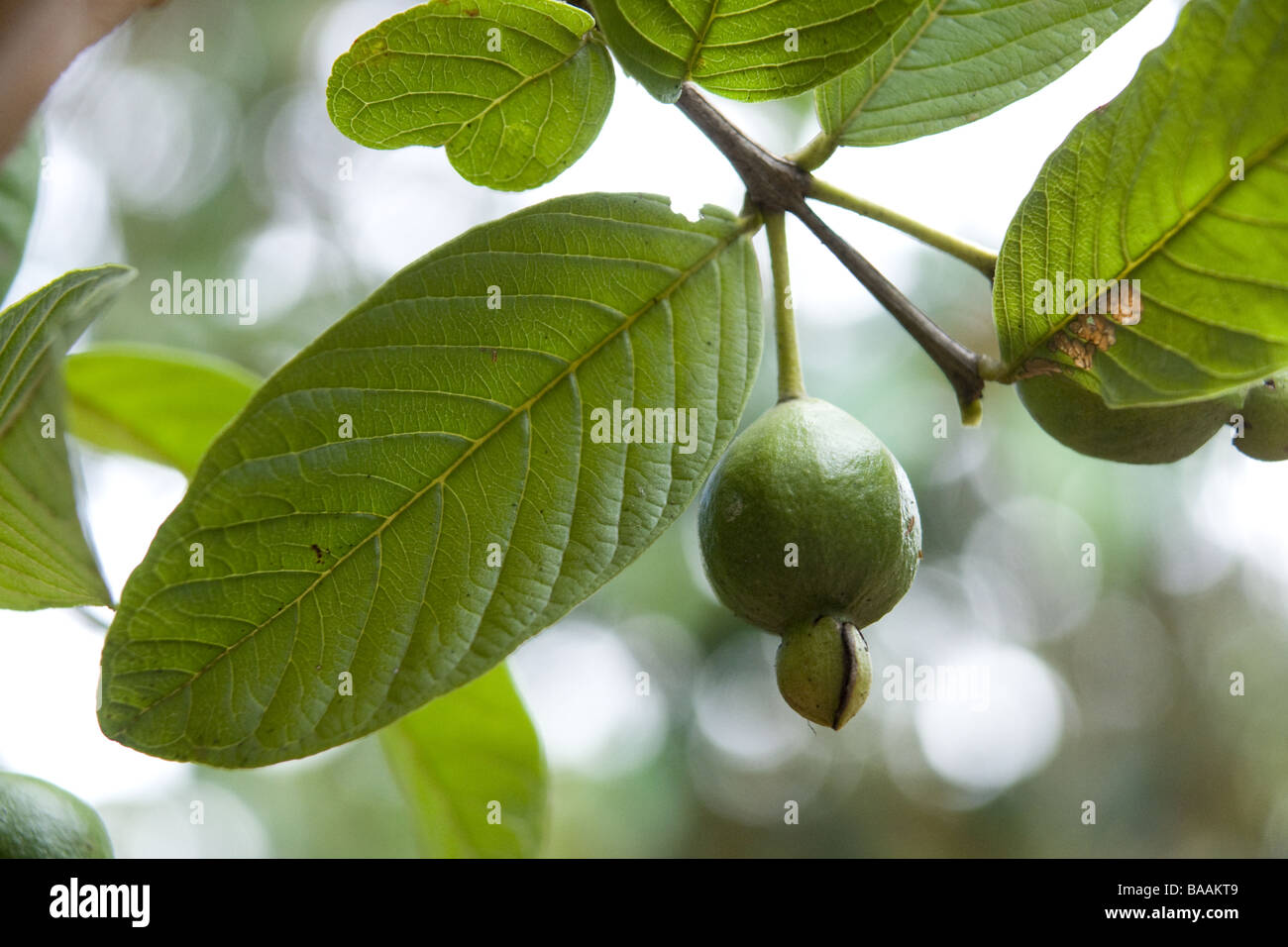 Comune, guava Psidium guajava (sp). Frutta. Foto Stock