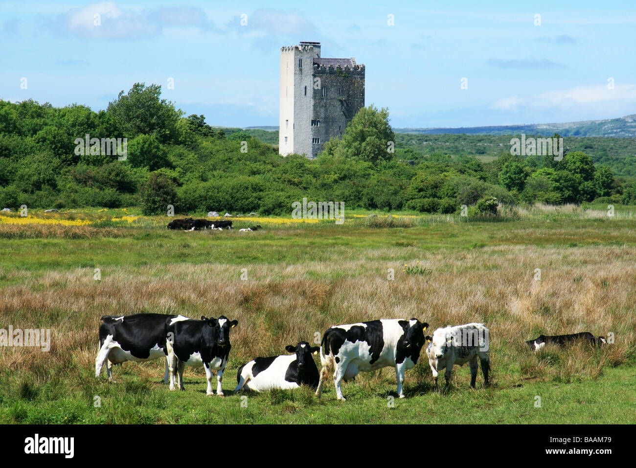 Bestiame di razza Holstein-Friesian vicino Corrofin, County Clare, Irlanda Foto Stock