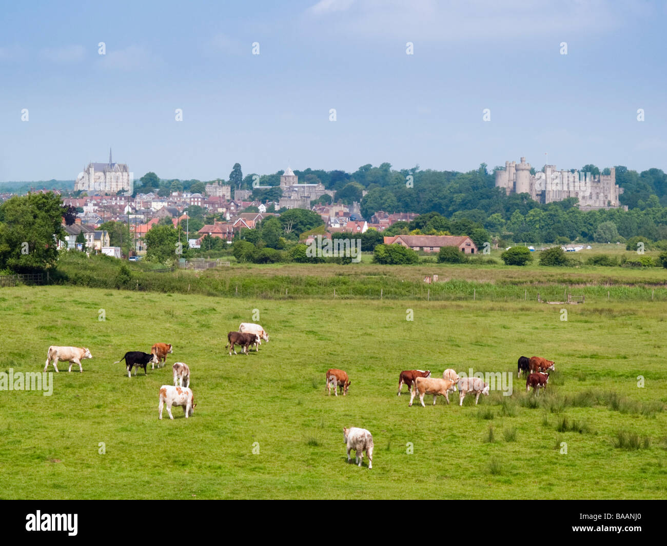 Paese di scena di vacche in campo con città di Arundel e il castello al di là nella valle di Arun. Arundel West Sussex England Regno Unito Foto Stock