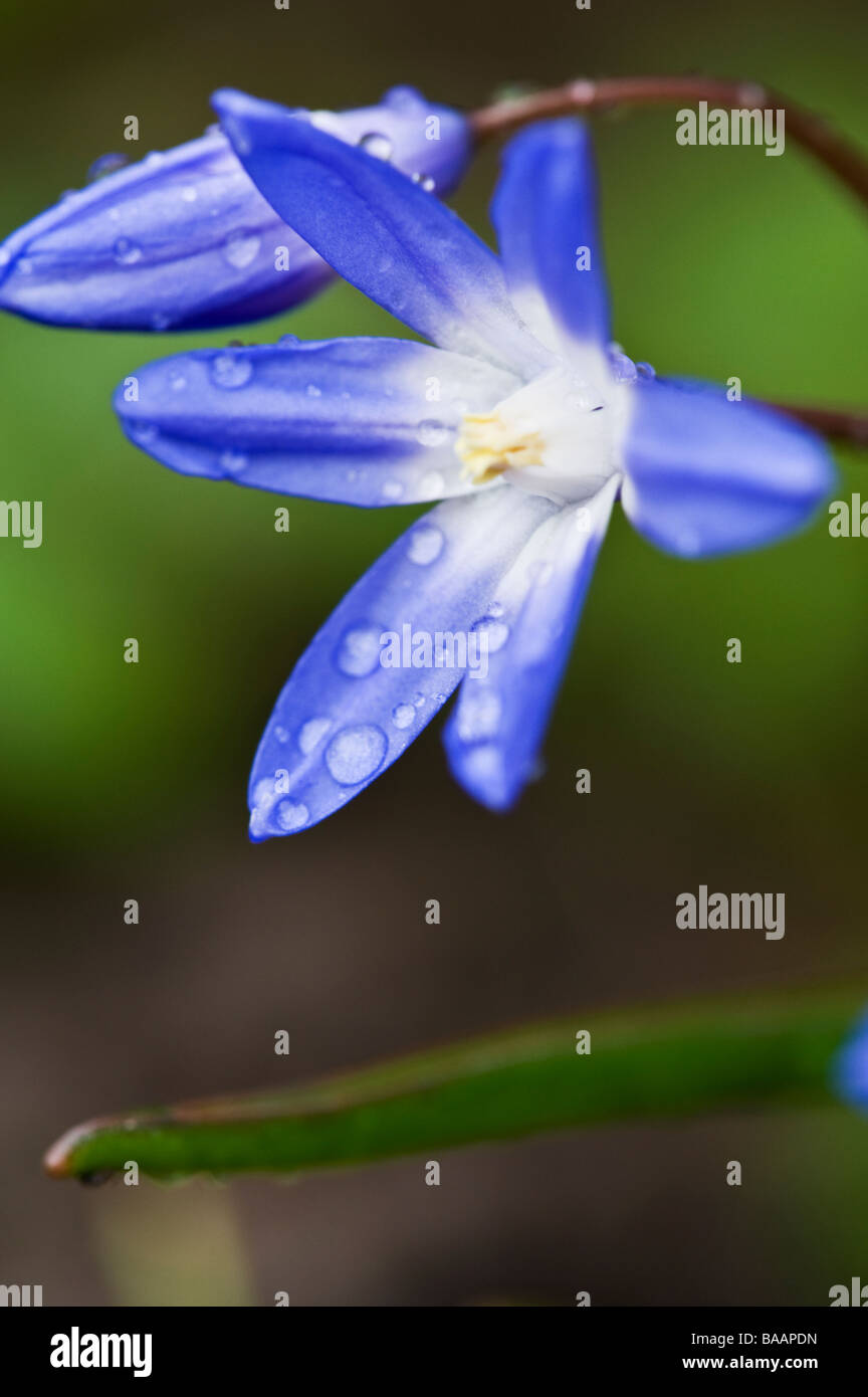 Chionodoxa forbesii, gloria della neve Foto Stock