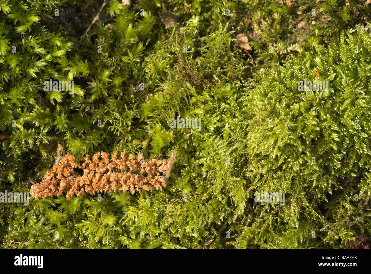 Bosco comune di moss - Eurhynchium praelongum Foto Stock