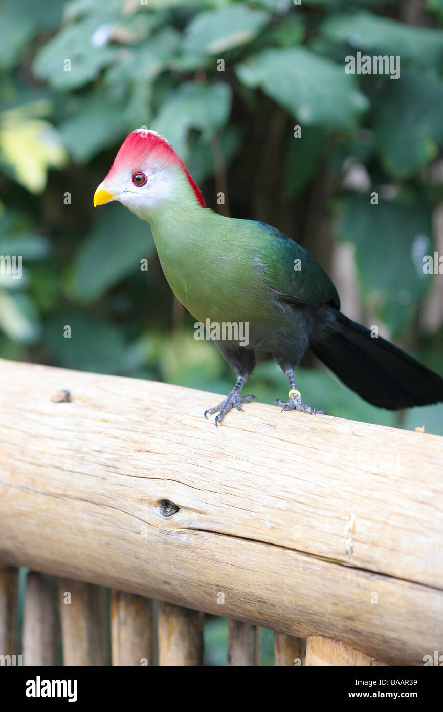 Red crested's Turaco bird Foto Stock