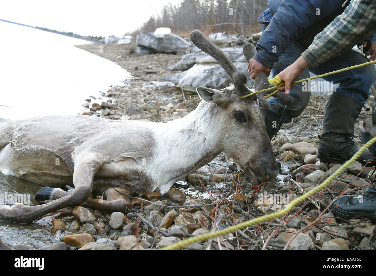 Le Prime Nazioni cacciatori tirare un porcospino Caribou Coffee Company sulle rive del fiume Porcupine vicino al Old Crow, Yukon Territory, Canada. Foto Stock