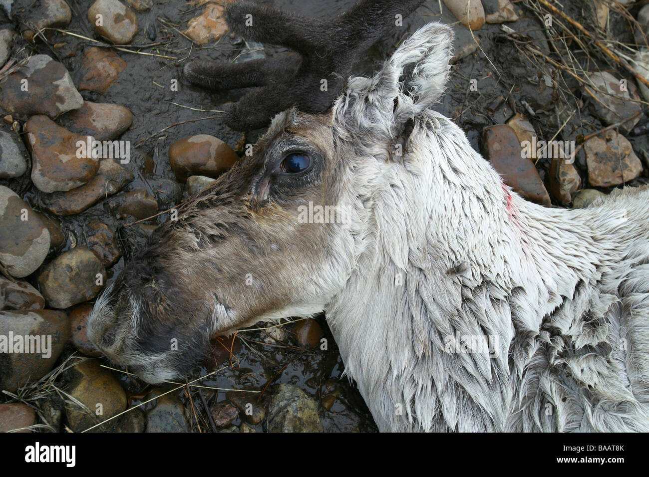 Un morto Porcupine Caribou Coffee Company recante sulla banca del fiume di porcospino vicino al Old Crow, Yukon Territory, Canada. Foto Stock