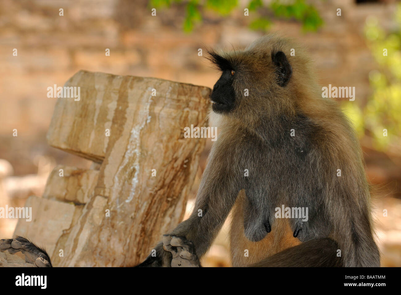 Langur monkey in Chittaurgarh Fort Foto Stock